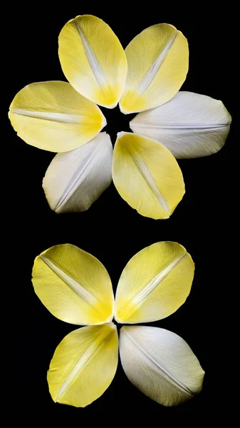 いくつかの黄色の円に配置されたチューリップの花びら — ストック写真