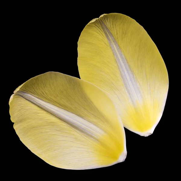 Two yellow petals of tulip. — Stock Photo, Image