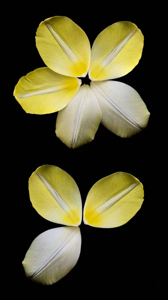 Several yellow petals of tulip arranged in circle — Stock Photo, Image