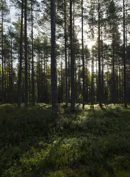 Bosque de finales de verano — Foto de Stock