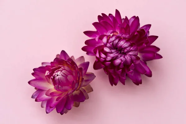 Dos cabezas de flores rosadas oscuras de flores eternas (fresas ) —  Fotos de Stock