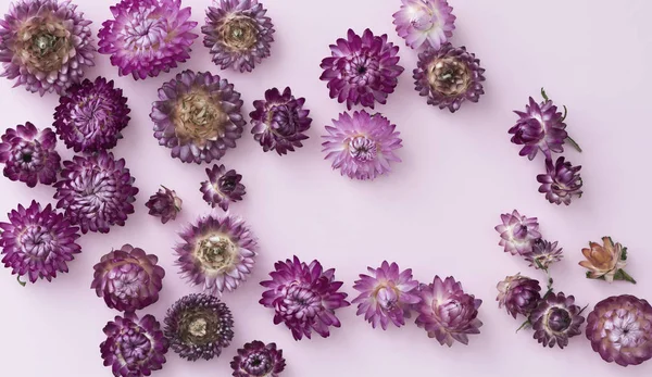 Pink and violet flower heads of everlasting flowers (strawflower — Stock Photo, Image