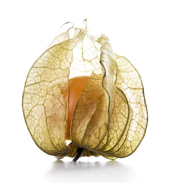 Physalis, frukt med pappersaktig skalet — Stockfoto