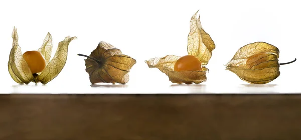 Pęcherzyca, owoce z papierowa łuski — Zdjęcie stockowe