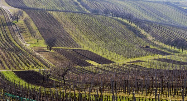 Landscape with vineyard and trees in spring — Stock Photo, Image