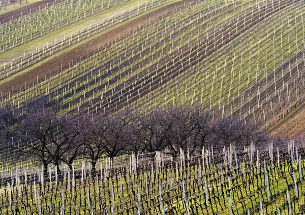Paisagem com vinha e árvores em linha na primavera — Fotografia de Stock