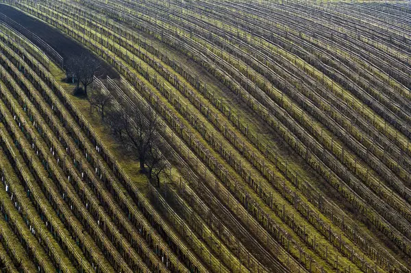 Detail of vineyard and trees in spring. — Stock Photo, Image