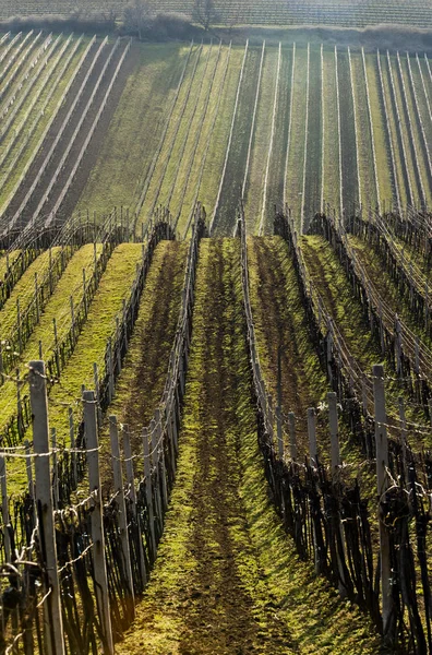 Landscape with vineyard  in early spring — Stock Photo, Image