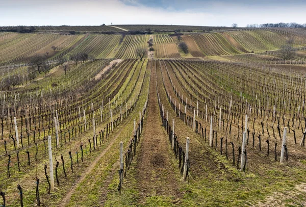 Landscape with a vineyard and trees in spring — Stock Photo, Image