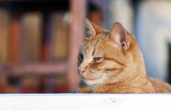 Retrato de gato de gengibre — Fotografia de Stock