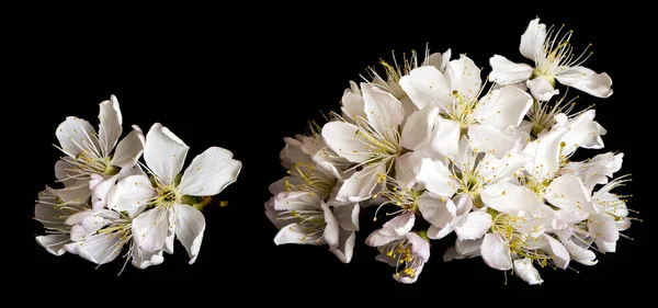 Vita körsbärsblommor på svart bakgrund — Stockfoto