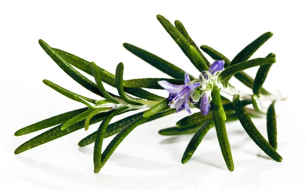 Blossoming twig of rosemary — Stock Photo, Image