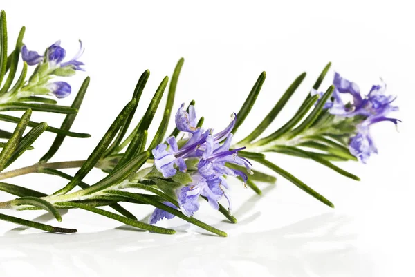 Blossoming twigs of rosemary — Stock Photo, Image