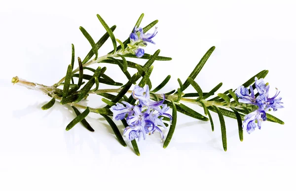 Blossoming twig of rosemary — Stock Photo, Image