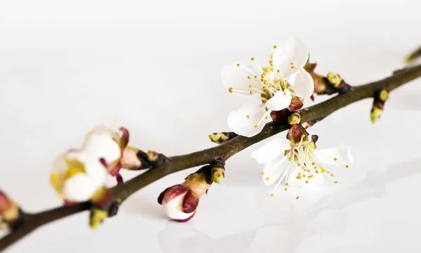 Galho de árvore de fruto com flores e botões — Fotografia de Stock