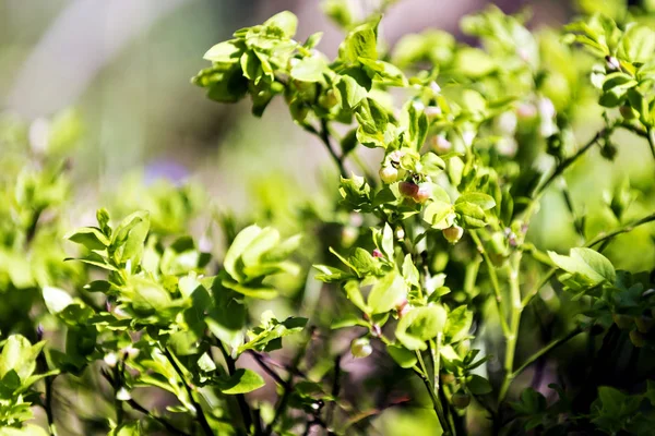 Avrupa yaban mersini Bloom bahar — Stok fotoğraf