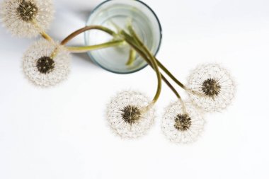 Karahindiba (blowballs) bardak su