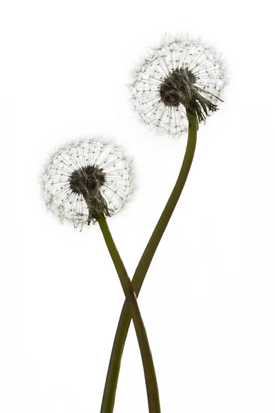 Löwenzahn (Pusteblumen) auf weißem Hintergrund — Stockfoto