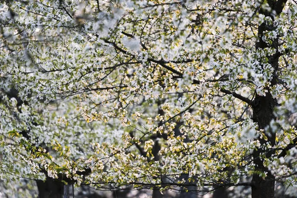 Pomar de cereja na primavera — Fotografia de Stock