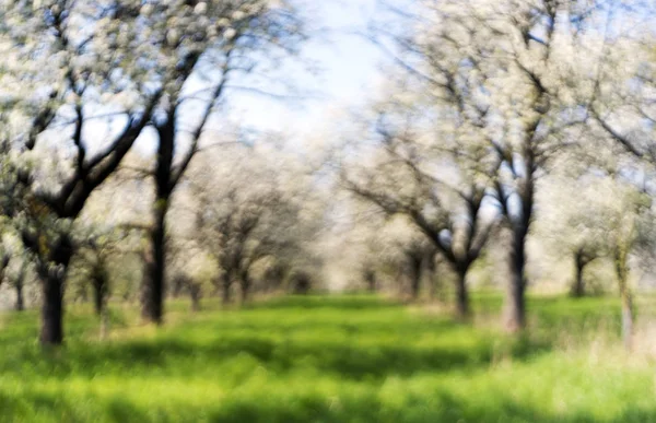 Pomar de cereja na primavera. Fora de foco — Fotografia de Stock