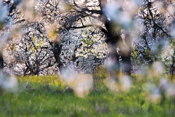 Pomar de cereja na primavera — Fotografia de Stock