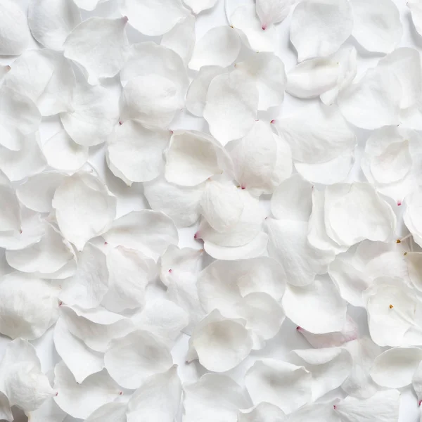 Pétales blancs de fleurs de cerisier. Vue du dessus — Photo