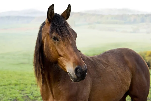 Porträt des braunen Pferdes — Stockfoto