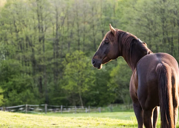 Kahverengi atın portresi — Stok fotoğraf