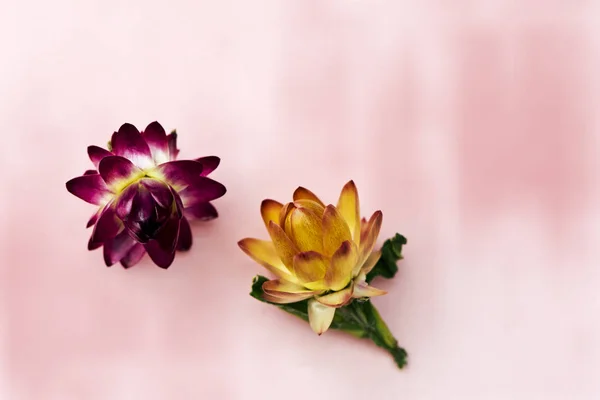 永遠の花 (strawflowers) の 2 つの頭状花。トップ ビュー — ストック写真