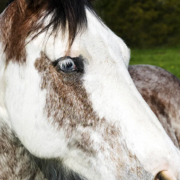 Hoofd van het paard — Stockfoto