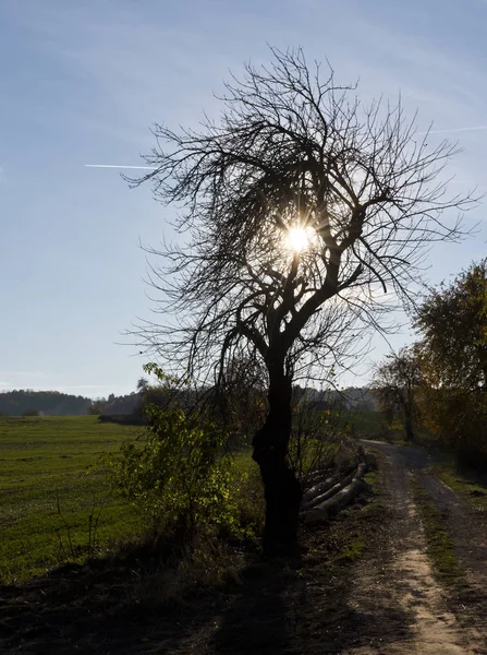 Silhouette von Baum, Feldweg und Feld im Herbst. — Stockfoto