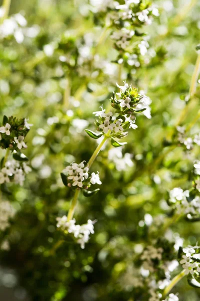 Flowering thyme — Stock Photo, Image