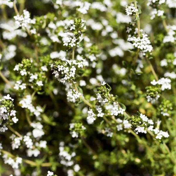 Flowering thyme — Stock Photo, Image