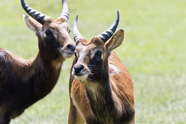 Eine Nahaufnahme Des Kopfes Einer Antilope — Stockfoto