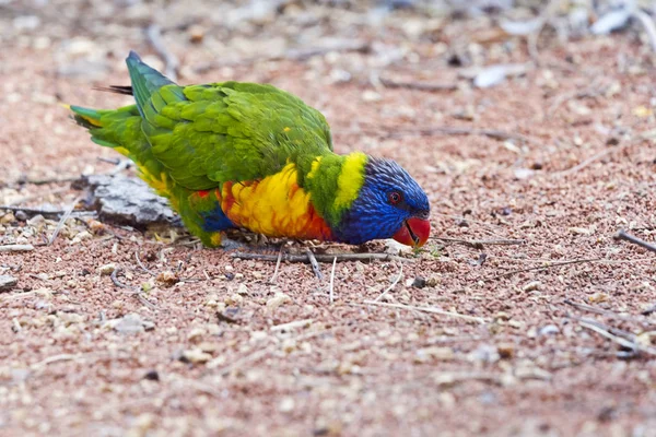 Het Portret Van Een Regenboog Vogels Grond — Stockfoto