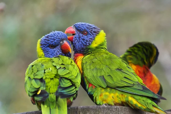 Das Porträt Zweier Regenbogenlorikeets Stockbild