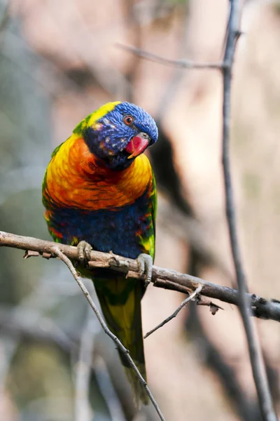 一幅彩虹 Lorikeet 坐在树枝上的肖像 图库照片