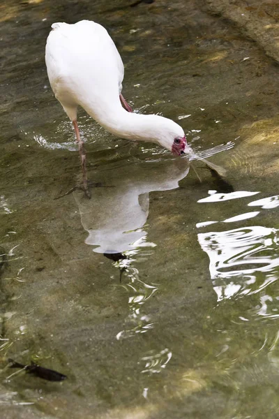 Fågel Skedstork Fiske Det Grunda Vattnet — Stockfoto
