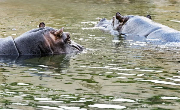 Dois Hipopótamos Água — Fotografia de Stock