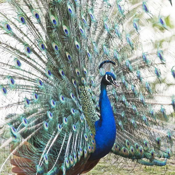 Male Peafowl Displaying Tail Feathers Half Profile — Stock Photo, Image