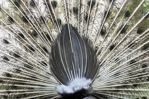 Uma Visão Traseira Pavão Macho Exibição Penas Cauda — Fotografia de Stock