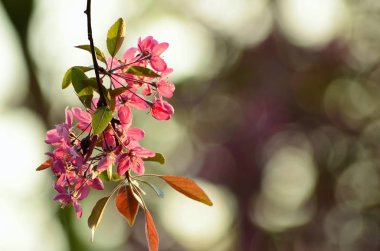 Günbatımında bahar çiçeği