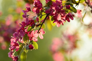 Günbatımında bahar çiçeği