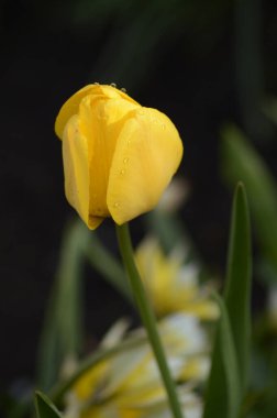 Sarı lale yağmurdan sonra