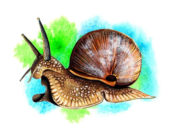 Watercolor drawing snail on a white background. Brown mollusk, shell animal world.