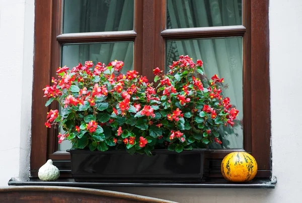 Olla con flores de begonia — Foto de Stock