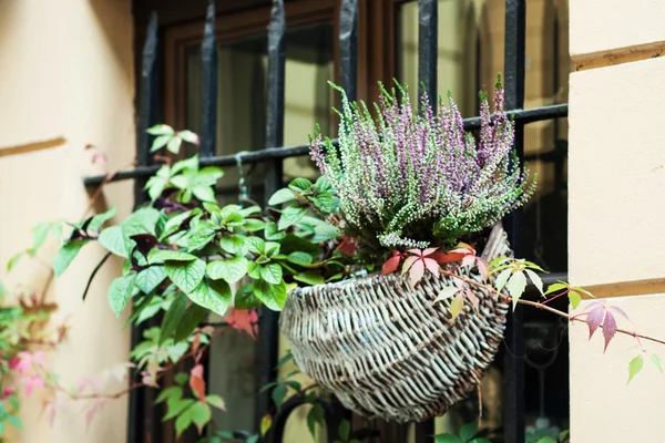 Pembe heather çiçek kompozisyon — Stok fotoğraf