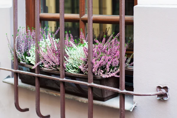 Pembe heather çiçek kompozisyon — Stok fotoğraf