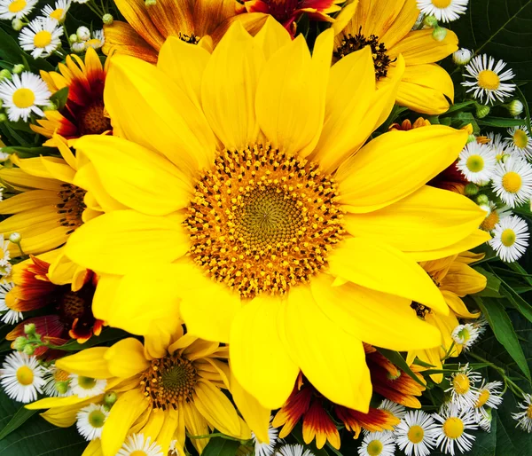 ひまわりとデイジーの花束 — ストック写真