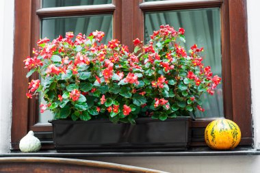 begonia çiçek ile pota